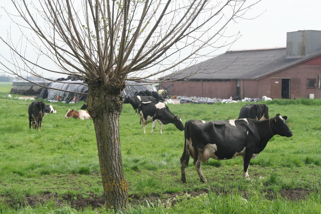 Camping De Grienduil Nieuwland  Eksteriør billede